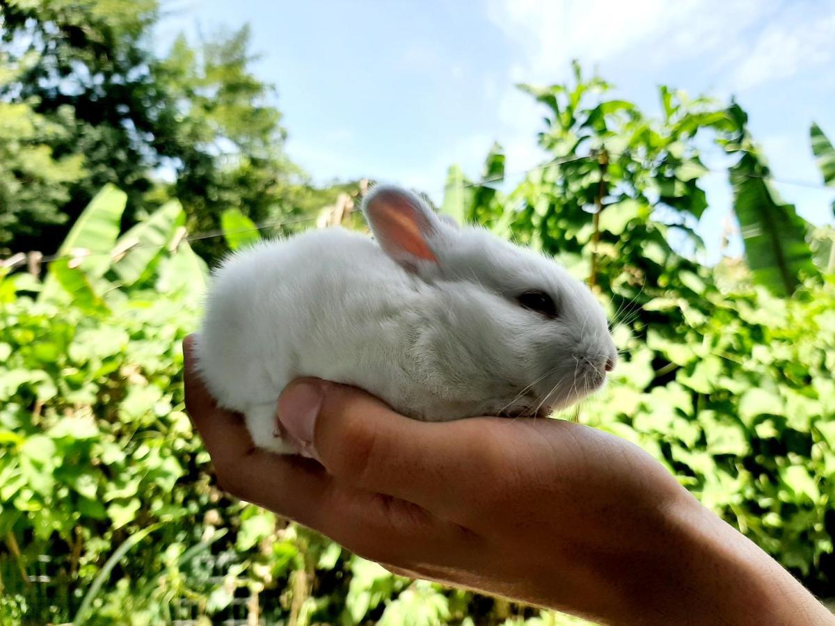 Fazendinha Paraiso Lumiar Zewnętrze zdjęcie
