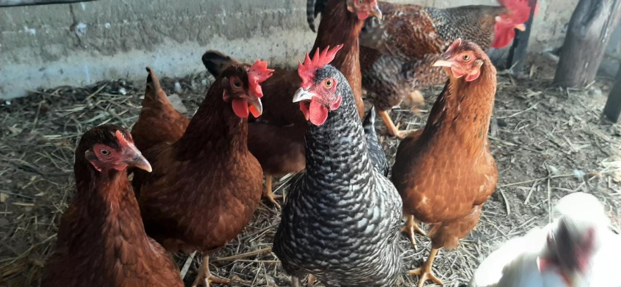 Fazendinha Paraiso Lumiar Zewnętrze zdjęcie